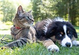 Are Pets Catching Covid-19 From Their Owners?