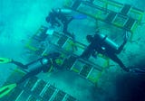 Ocean Market’te Veri Üzerinden Stake Yapmak