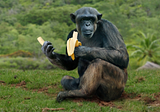 Debunking Myths: Do Chimpanzees Really Love Bananas?
