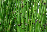 7 Health Benefits of Horsetail Grass