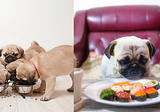 What Can Pugs Eat? The Dos and Don’ts of Feeding My Pug
