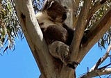 A koala on a tree, 8000 miles away