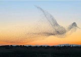 What Networks Can Learn From Flocks of Birds