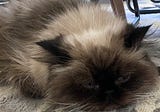 A Playlist in Memory of My Cat