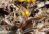 The Trout Lilies are Blooming. Please Come for Tea Soon.