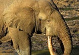 Elephants in Musth: Love on the Brain