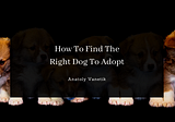 How To Find The Right Dog To Adopt