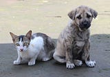 6 Signs of Cat and Dog Fever