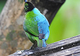 Bizarre Half-Male, Half-Female Bird Captured On Film In Colombia