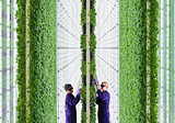 The impact of digitalization on vertical farms