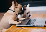 Learning JavaScript from ChatGPT