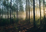 The importance of reforestation, and how your business can help
