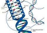 Convert Text to a DNA Sequence with Python