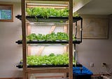 A Beginner’s Guide To Hydroponics
