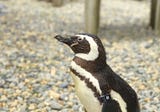 Say It Ain’t so: SF Zoo’s Oldest Penguin Has Passed Away