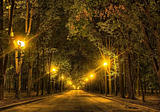 The impact of urban nighttime lights on trees: harmonizing urban living and nature’s rhythms
