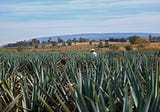 Discovering “The Treasure” With El Tesoro Tequila