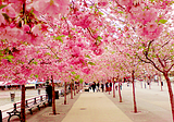 Cherry Blossom Walk, Sakura, Japan