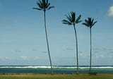 Pompom Trees