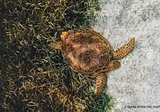 In Belize, innovative debt-for-nature swap yields tangible progress in conservation
