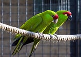 Endangered Parrots Threatened By Deforestation And Climate Change