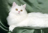 How to take care of Persian cat at home?