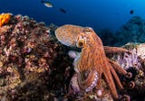 The documentary “My Octopus Teacher” shows that living close to nature helps us to develop…