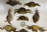 Cases of mistaken crab identity underscore request to report and release suspected European green…