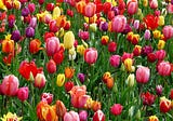 Tulips: A celebration of beauty