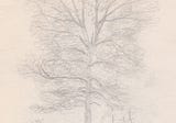 The Importance Of Drawing A Tree