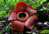 Unravelling Rafflesia- A Most Unusual Parasitic Plant