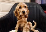 5 Crucial Things We Had to Start Doing When We Got a Puppy