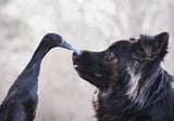 Just 25 Photos of a Dog Who Is Friends With a Duck