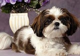 Shih Tzu Dog Breed Information and Care