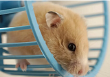 Hamster gene