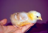 I gave birth to chicks with less than 20 lines of code.