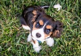 5 Things to Teach Your 8-Week-Old Puppy in 5 Minutes a Day