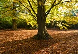 The American Beech Tree: A Majestic Icon