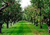 The Splendor of Apple Trees
