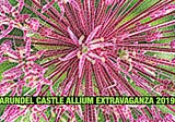Shot! The 2019 Arundel Castle Allium Extravaganza
