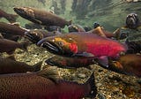 How Drinking Beer Can Help Save the Salmon