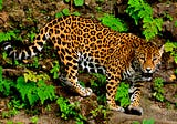 The Jaguar in the Forests of Mesoamerica