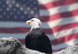 4 fun facts about eagles