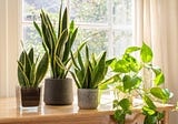Five Plants For Health and Productivity