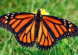 A Monarch, a Thought and a Call for Joy