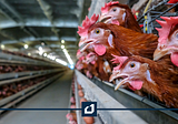 Los paneles Metecno® benefician la producción Avícola.