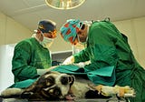 6 Things I Wish Someone Had Taught Me in Veterinary School