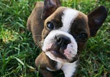 Helpful Tricks For Potty Training Your Puppy