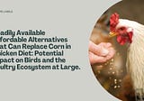 Readily Available Affordable Alternatives That Can Replace Corn in Chicken Diet: Potential Impact…