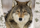 Wolves, parasites and us